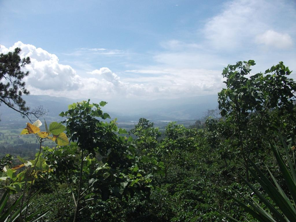 Green Mountain And Lodge Τουριάλμπα Εξωτερικό φωτογραφία