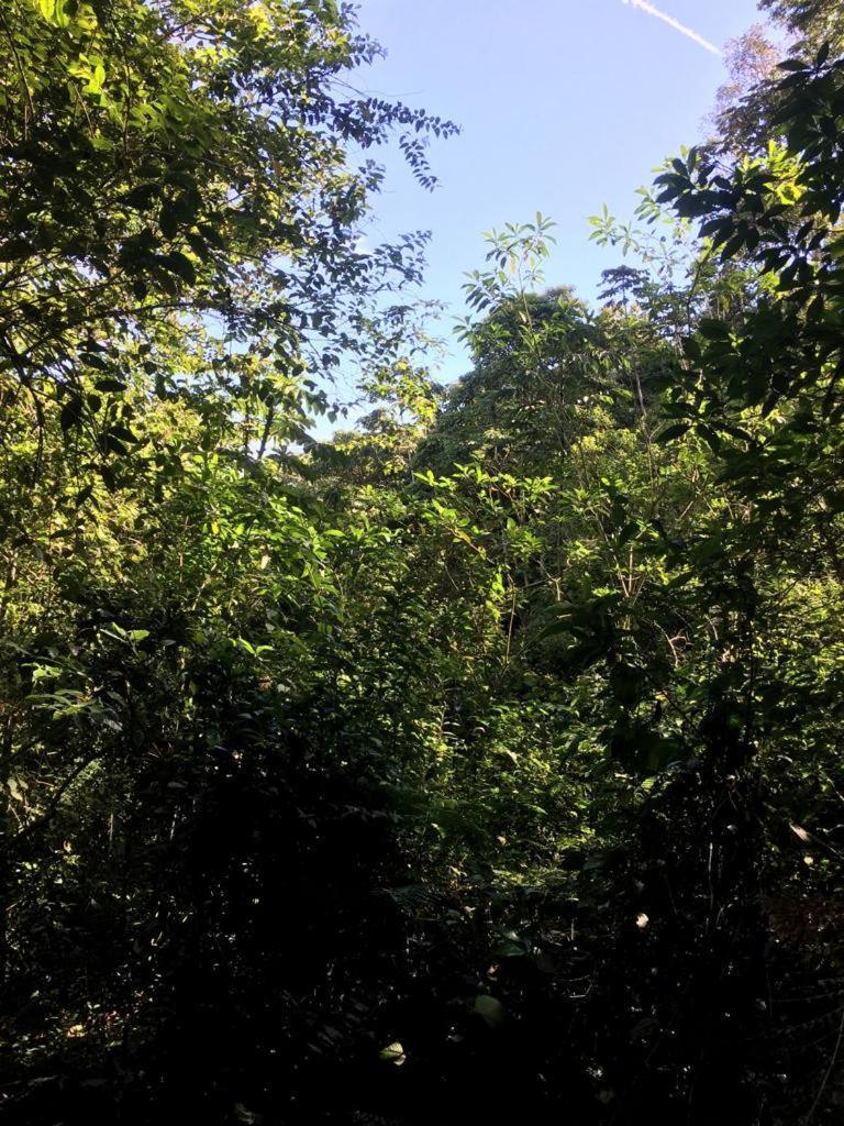 Green Mountain And Lodge Τουριάλμπα Εξωτερικό φωτογραφία